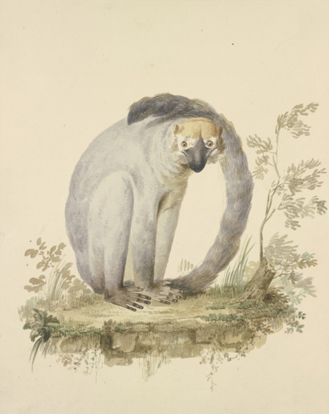 A guenon, 18th century. Creator: Tako Hajo Jelgersma.
