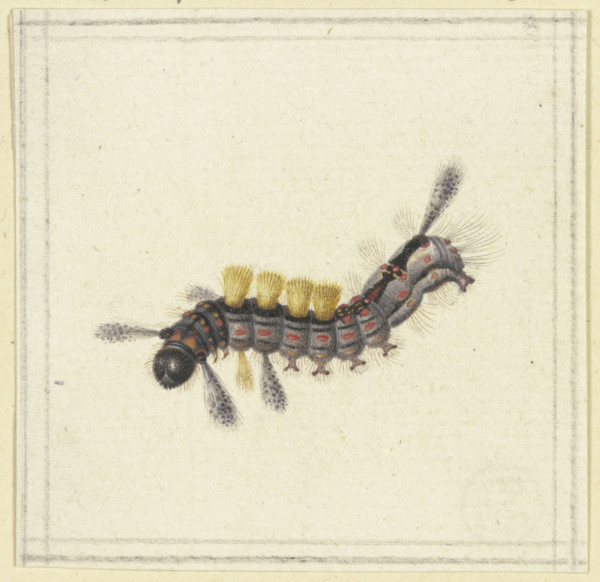 A black and red caterpillar with yellow tufts, 17th century. Creator: Herman Henstenburgh.