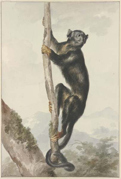 A Peruvian Spider Monkey (Ateles chamek), 1759. Creator: Aert Schouman.