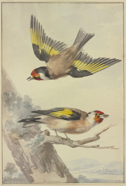 Two goldfinches, 18th century. Creator: Aert Schouman.