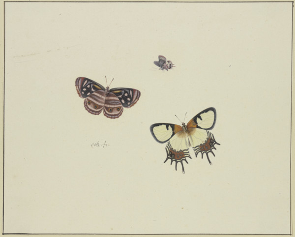 Three butterflies, late 17th century. Creator: Herman Henstenburgh.