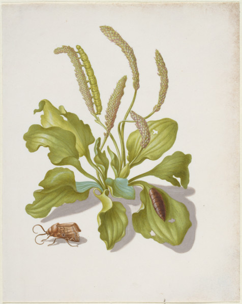 Plantain with Metamorphosis of the Brigh-Line Brown-Eye, after 1679. Creator: Sybilla Merian.