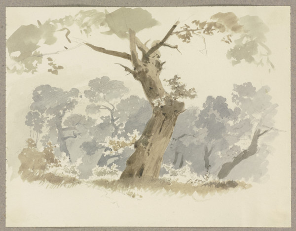 Woodland scene, a crooked tree in the foreground, c1846. Creator: Carl Theodor Reiffenstein.