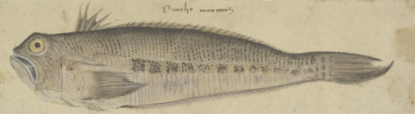A Fish, c1500. Creator: German, 16th century;.