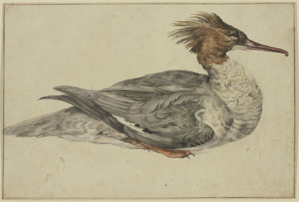 Resting duck with a brown crest, red beak and feet, mid-late 17th century. Creator: Melchior d'Hondecoeter.