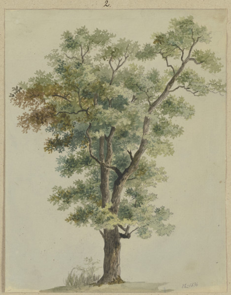 Tree, 1836. Creator: Carl Theodor Reiffenstein.