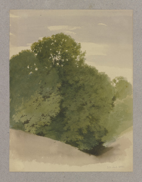 Thicket, 1856. Creator: Carl Theodor Reiffenstein.