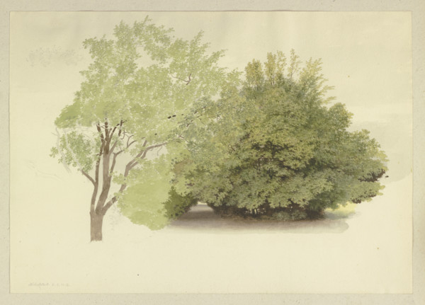 On the left, a tree; on the right, tall shrubbery, 1875. Creator: Carl Theodor Reiffenstein.