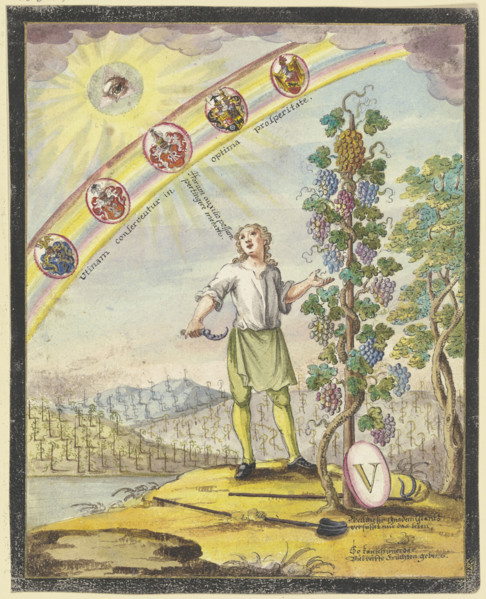 Boy with a pruning knife in front of a grapevine, c1740-1788. Creator: Johann Esaias Nilson.