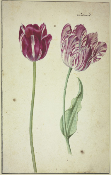 Two tulips, 17th century. Creator: Unknown.