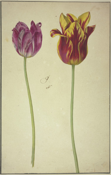 Two tulips, 17th century. Creator: Unknown.