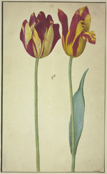 Two yellow-red tulips, 17th century. Creator: Unknown.