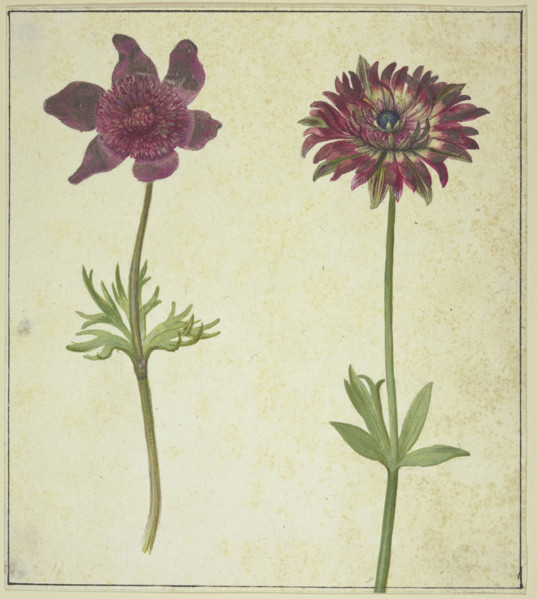 Two flowers, 17th century. Creator: Unknown.
