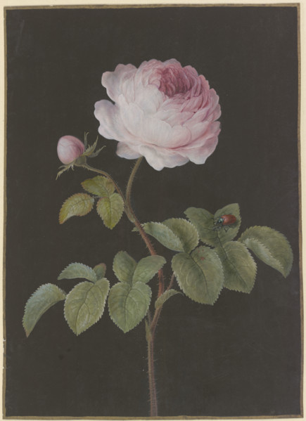 Pink rose (Rosa) with a brown beetle, c1730-1783. Creator: Barbara Regina Dietzsch.