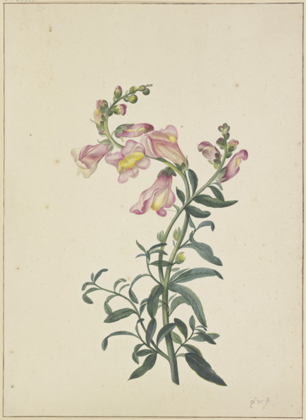 A snapdragon, c1674-1698. Creator: Pieter Withoos.