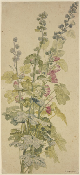 Rosella, c1710-1749. Creator: Jan van Huysum.
