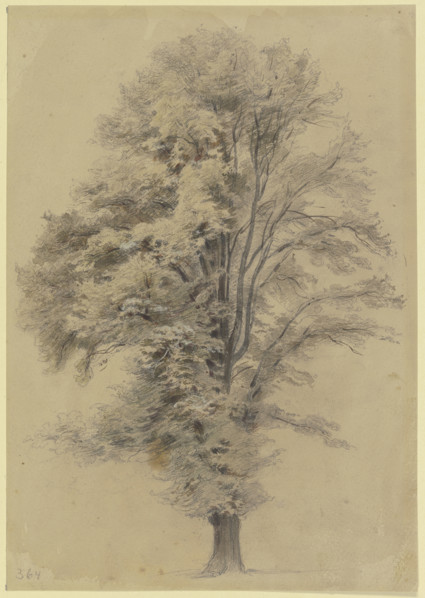 Large tree, c1830-1880. Creator: Jakob Dielmann.