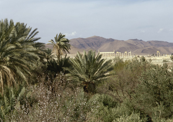 The Oasis of Palmyra, Syria, 1999.  Creator: LTL.