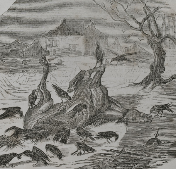 Franco-Prussian War (1870-1871): Crows tearing the carcass of a horse, 1870.  Creator: Unknown.