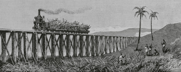 Sugar cane production, Mackay, Eastern coast of Queensland, Australia, 1883.  Creator: Unknown.