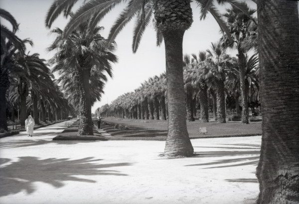 Parc Lyautey, Casablanca, Morocco, c1955.  Creator: Arthur Charles Kirby Ware.