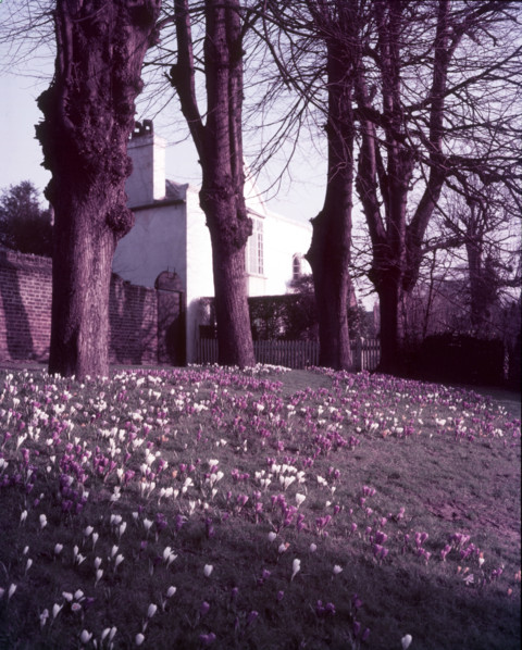 Spring on Hampstead Heath, London, c1955. Creator: Arthur Charles Kirby Ware.