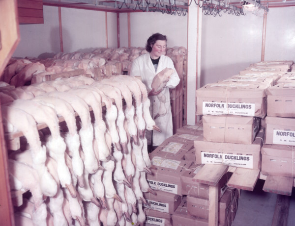 Ducks in cold storage, turkey and duck farm, Norfolk, c1955. farm of Mr G. W. Nurse of Gt Hockham Creator: Arthur Charles Kirby Ware.