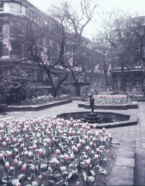 Tulips in the garden of the Drapers' Hall, City of London, c1953. Creator: Arthur Charles Kirby Ware.