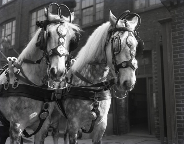 Grey horses, London, c1953.  Creator: Arthur Charles Kirby Ware.