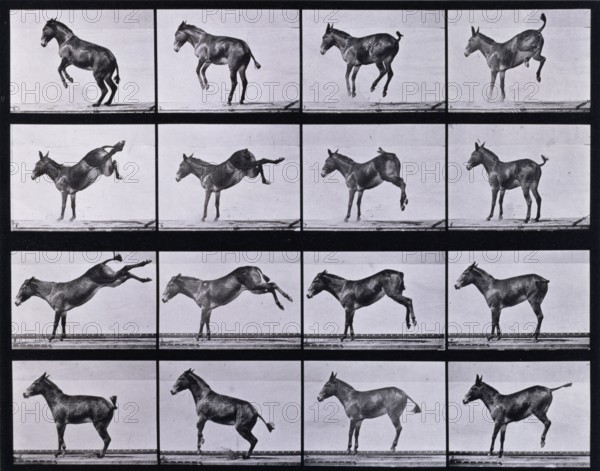 Mule, bucking and kicking, Ruth, 1872-1885.   Creator: Eadweard J Muybridge.