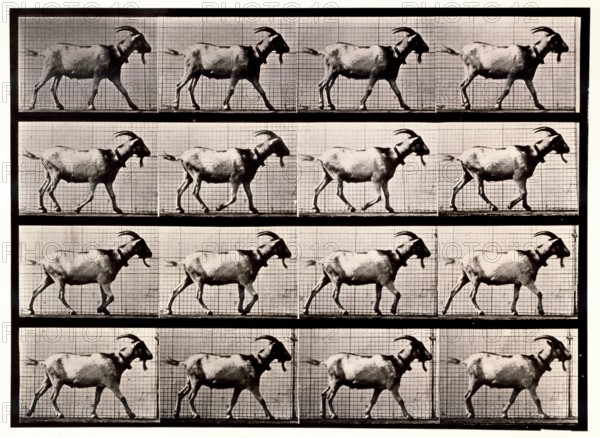 Goat Walking, 1872-1885.  Creator: Eadweard J Muybridge.