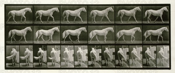 Walking, 1872-1885.  Creator: Eadweard J Muybridge.