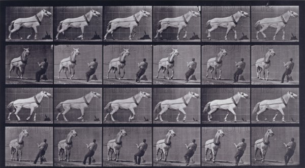 Hauling, man pulling at head, 1872-1885.  Creator: Eadweard J Muybridge.