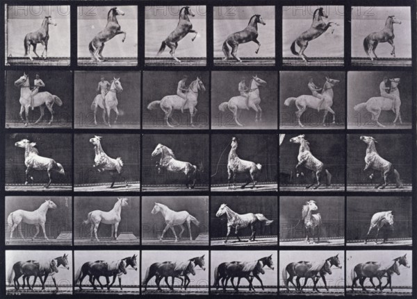 Horses rearing, etc, 1872-1885.   Creator: Eadweard J Muybridge.