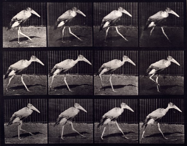 Adjutant, 1872-1885.  Creator: Eadweard J Muybridge.