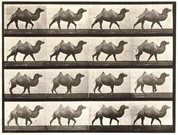 Bactrian camel, 1872-1885.  Creator: Eadweard J Muybridge.