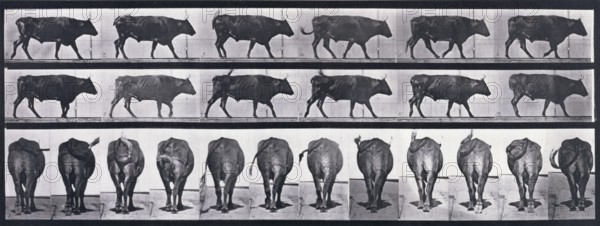 Ox walking, 1872-1885. Creator: Eadweard J Muybridge.