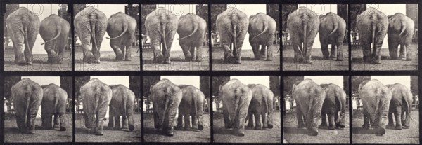 Elephants, 1872-1885.   Creator: Eadweard J Muybridge.