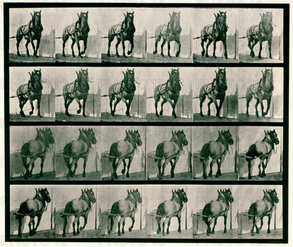 Hauling, 1872-1885.  Creator: Eadweard J Muybridge.
