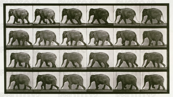 Elephant, 1872-1885. Creator: Eadweard J Muybridge.