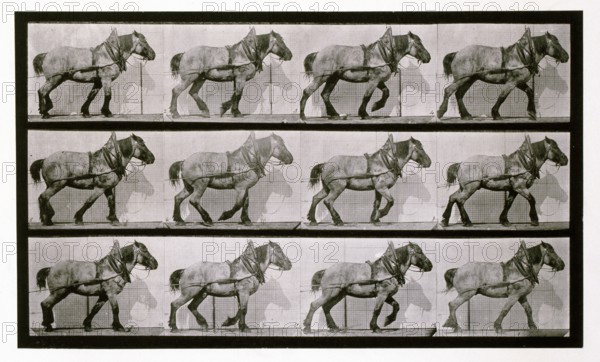 Hauling, 1872-1885.  Creator: Eadweard J Muybridge.