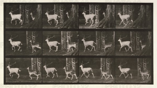 Fallow deer, 1872-1885.  Creator: Eadweard J Muybridge.