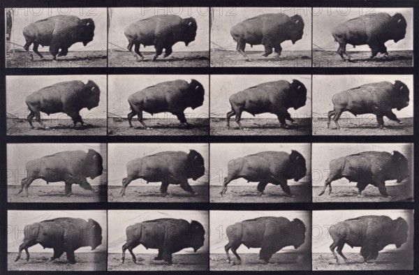 Buffalo, 1872-1885.  Creator: Eadweard J Muybridge.