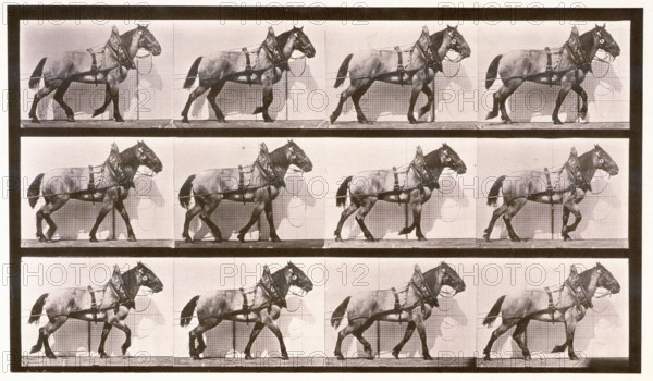 Hauling, 1872-1885. Creator: Eadweard J Muybridge.