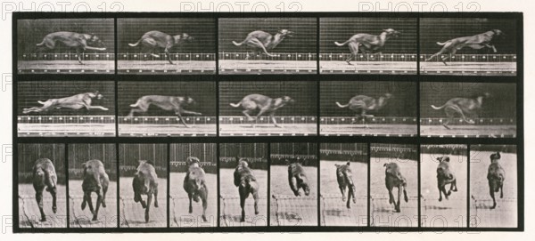 Dog, 1872-1885. Creator: Eadweard J Muybridge.