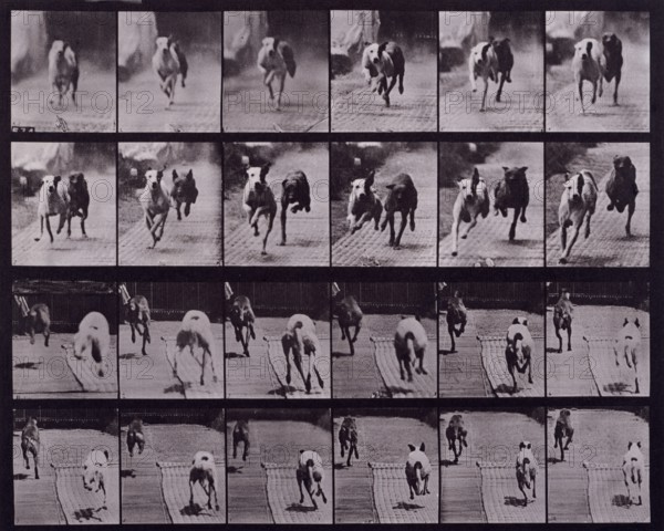 Dogs, 1872-1885.   Creator: Eadweard J Muybridge.