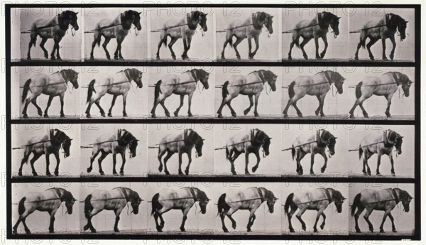 Hauling, 1872-1885.  Creator: Eadweard J Muybridge.