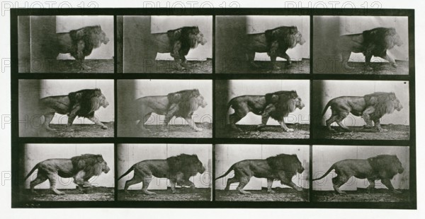 Lion, 1872-1885.  Creator: Eadweard J Muybridge.