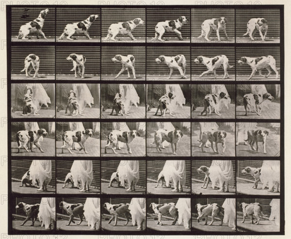Dog, 1872-1885.  Creator: Eadweard J Muybridge.
