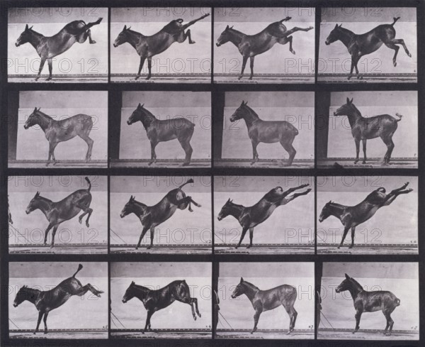Mule, kicking, Ruth, 1872-1885.   Creator: Eadweard J Muybridge.